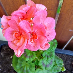 IMG_20250502_091003_HDR~2.webp