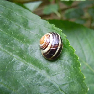 DSCN0004.webp
