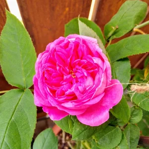 IMG_20250513_085523_HDR~2.webp