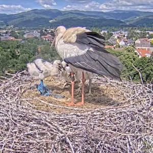 Kirchzarten_2025-05-16 14Uhr31-37 Jungstorch-Bein-mit-Plastikstreifen-umwickelt.webp