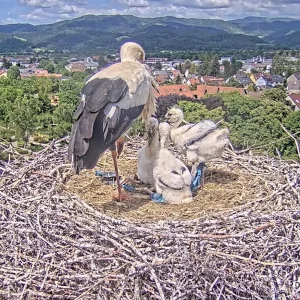 Kirchzarten_2025-05-16 15Uhr01-21 Jungstorch-Bein-mit-Plastikstreifen-umwickelt.webp