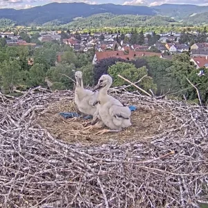 Kirchzarten_2025-05-16 16Uhr57-55 Ulla-umkreist-Nest_Jungstörche-allein.webp