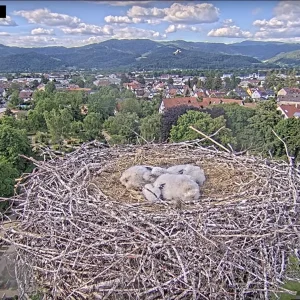 Kirchzarten_2025-05-16 17Uhr11-08 Ulla-umkreist-Nest_Jungstörche-in-Akinese.webp