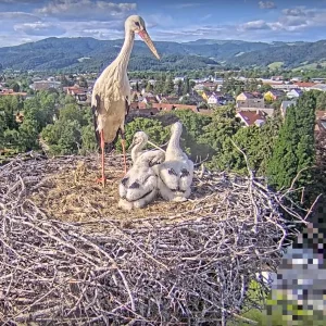 Kirchzarten_2025-05-16 18Uhr06 Ulla-nach-menschl-Eingriff-verunsichert.webp