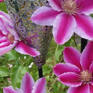 1000040813.webp
