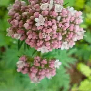 IMG_20250516_163718.webp