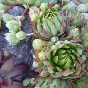Medium 'DSCN0034.webp' in der Kategorie 'Forum Natur & Spiritualität'