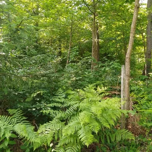 IMG_20250520_152219_HDR.webp