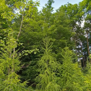 IMG_20250520_153740_HDR.webp
