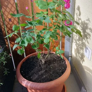 IMG_20240523_173633_HDR~2.webp
