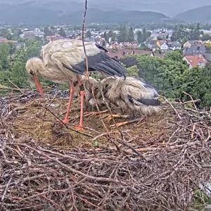 Kirchzarten_2025-05-28 14Uhr37-12 Edgar_mit_Kükis_bei_Regen.webp