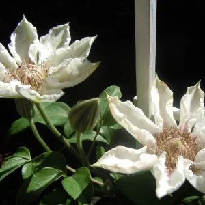 DSCN0006.webp