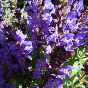 DSCN0037.webp