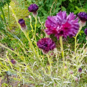 IMG_20250605_091119~2.webp