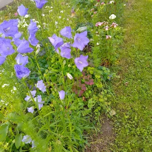 IMG_20250605_091300_HDR.webp