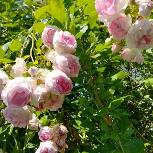IMG_20250614_140744_HDR.webp