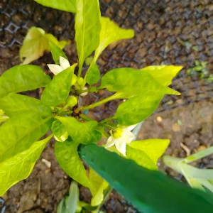 IMG_20250616_084237_HDR.webp