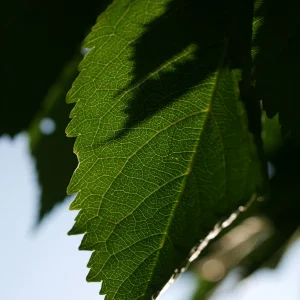 IMG_1970.webp