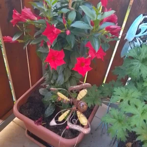 IMG_20250618_204828_HDR.webp