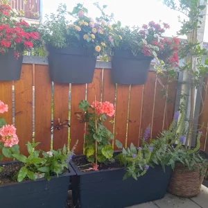 IMG_20250617_202806_HDR.webp