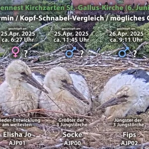 Patenstörche-Kirchzarten_2025-06-06 06Uhr47-und-06Uhr50Uhr von-links_Elisha Jo-01_Socke-00_Fi...webp