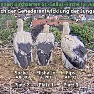 Patenstörche-Kirchzarten_2025-06-06 11Uhr31-44 Jungstörche-allein_Rückenansicht.webp