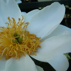DSCN0032.webp