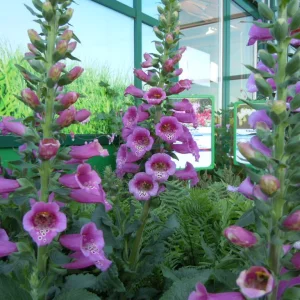 DSCN0028.webp
