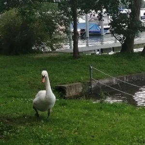 Goose Pic.webp