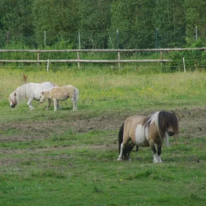 IMGP3540k.webp