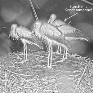 Kirchzarten_2025-07-16 21Uhr59-57 Frankie-hinter-seinen-Geschwistern-ElishaJo-Fips-Socke_bearb.webp