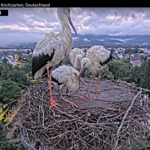 Kirchzarten_2025-07-17 05Uhr18-33 Frankie-links-vorne-bei-seinen-Geschwistern-Socke-ElishaJo-...webp
