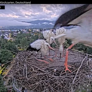 Kirchzarten_2025-07-17 05Uhr20-14 Frankie-verlässt-das-Nest.webp