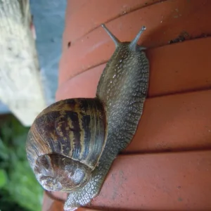 DSCN0108.webp