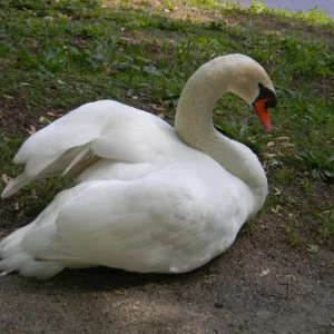 swan.webp