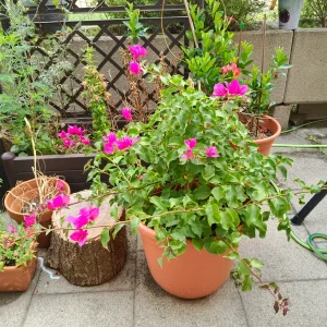 IMG_20250723_125416.webp