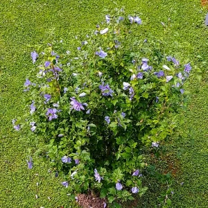 IMG_20250723_141831_HDR.webp