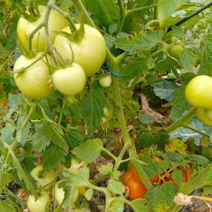 IMG_20250725_141659_HDR.webp