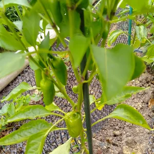 IMG_20250725_141707_HDR.webp