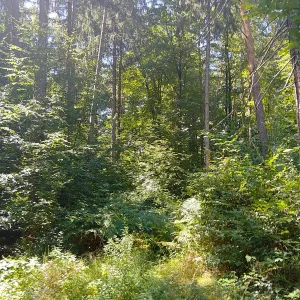 IMG_20250801_143452_HDR.webp