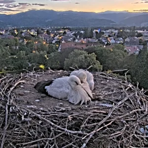 Kirchzarten_2025-08-05 05Uhr36-00 Socke-links_und_ElishaJo_im-Nest.webp