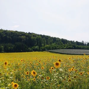IMG_20250806_153055~2.webp