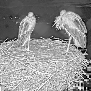 Kirchzarten_2025-08-07 05Uhr02 Ulla-und-Edgar-übernachten-erstmals-wieder zu-zweit-im-Nest.webp