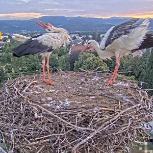 Kirchzarten_2025-08-07 06Uhr16-23 Ulla-und-Edgar-im-Nest_u_Frankie-fliegt-vorbei_bearb.webp