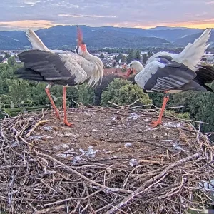 Kirchzarten_2025-08-07 06Uhr16-26-2 Ulla-und-Edgar-im-Nest_u_Frankie-fliegt-vorbei_bearb.webp