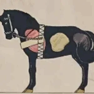PferdeGalop.gif
