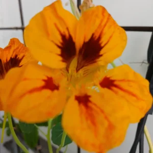 20250814_142526.webp
