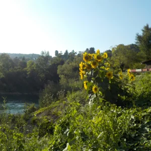 DSCN6845.webp