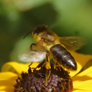 IMGP3886c1.webp