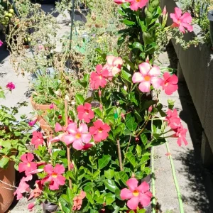 IMG_20250819_130655.webp